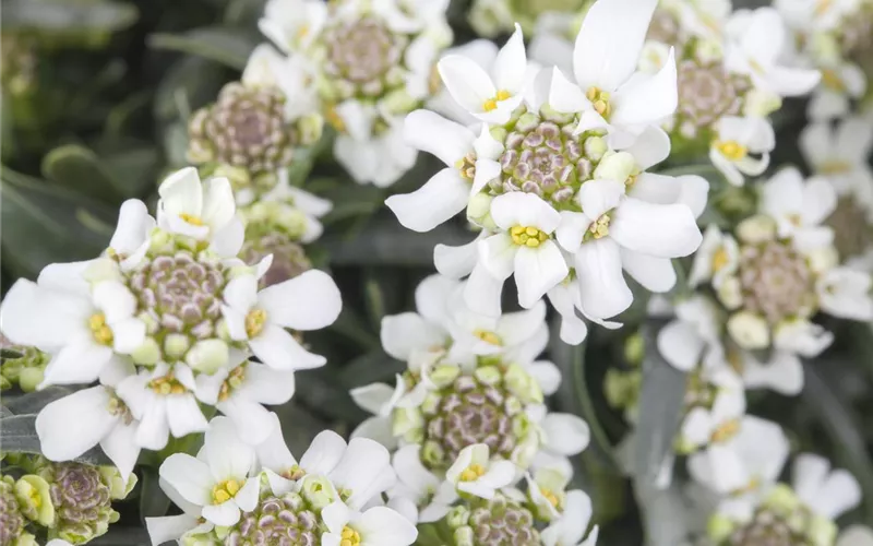 Die Schleifenblume – ein wahres Mauerblümchen