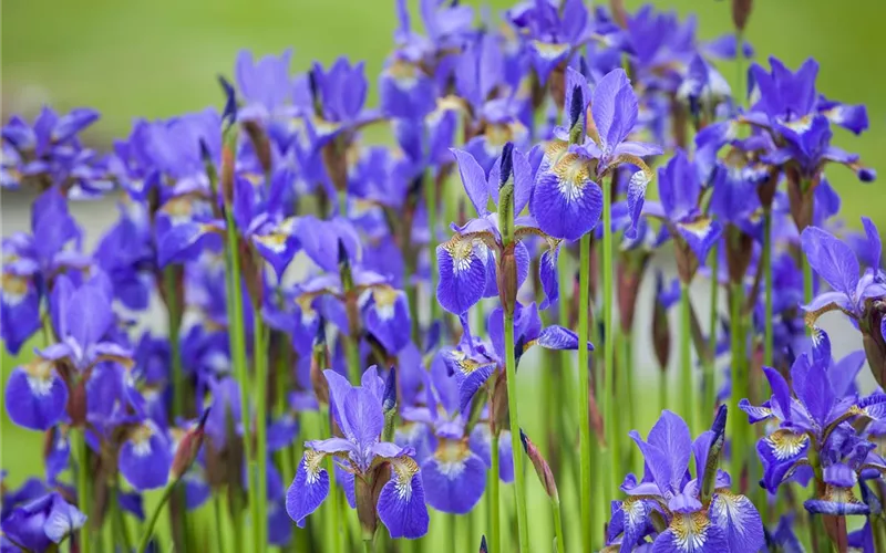 Pflanzpartner für Hortensien – Ideen für den Garten