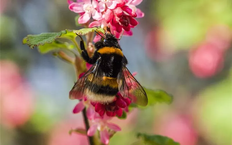 Gemüse blühen lassen als Insektenweide