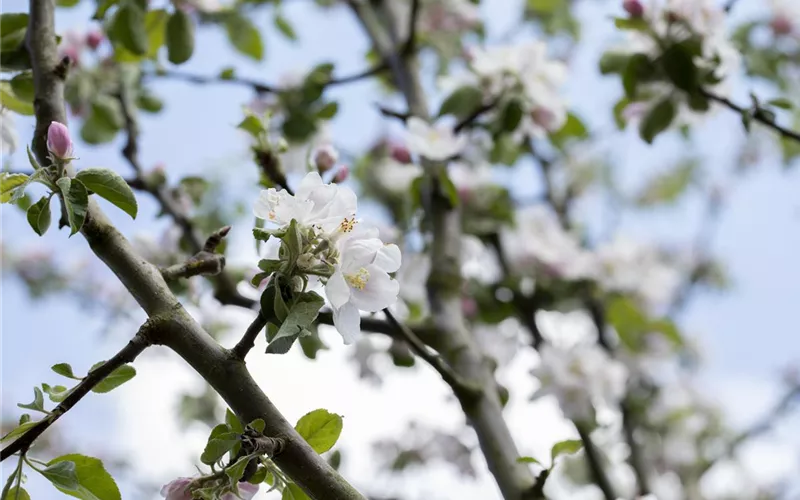 Obstbäume veredeln – frische neue Früchte