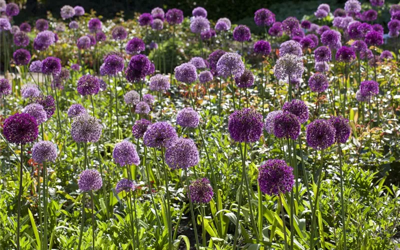 Blumenzwiebeln pflanzen im Garten