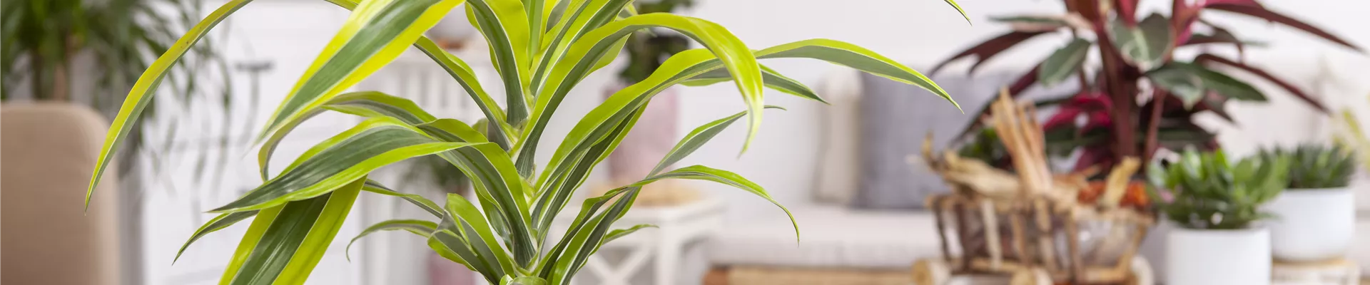 Dracaena fragrans 'Lemon Lime'