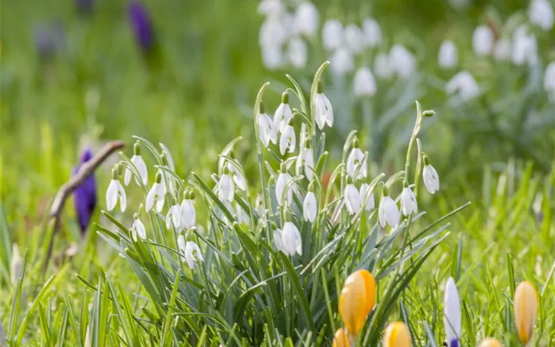 Schneeglöckchen pflanzen – Frühlingsboten im Garten