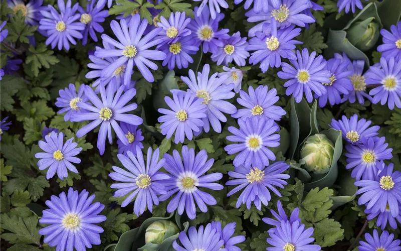 Ab in den Garten – Blumenzwiebeln im Frühjahr einpflanzen