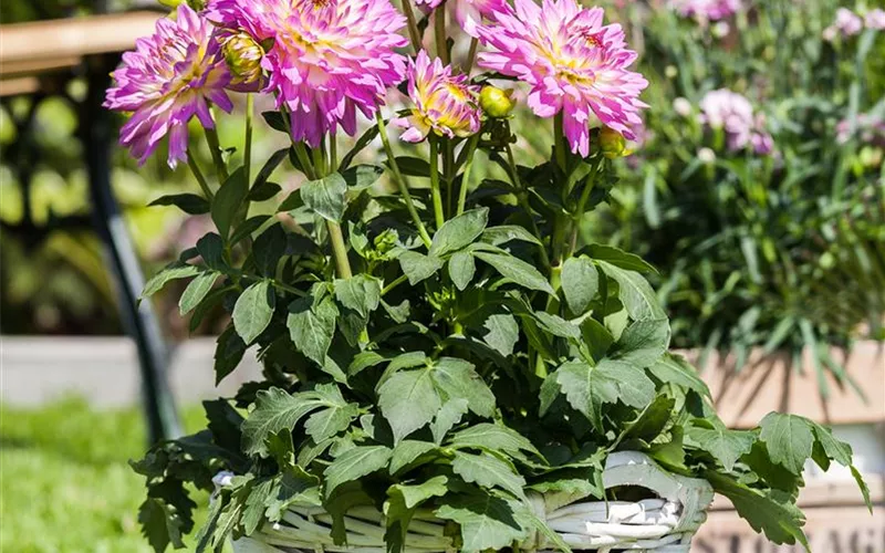 Ab in den Garten – Blumenzwiebeln im Frühjahr einpflanzen