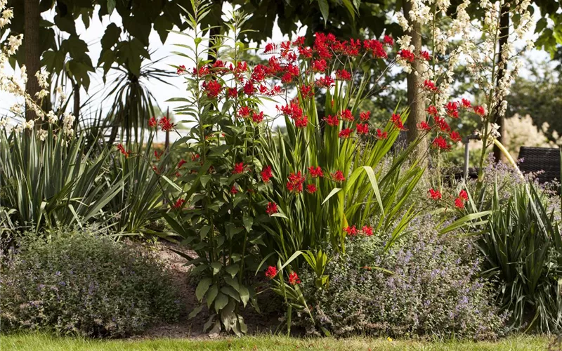 Ab in den Garten – Blumenzwiebeln im Frühjahr einpflanzen