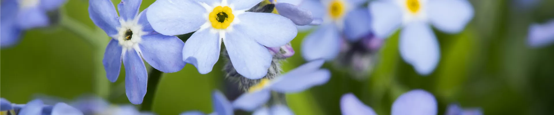 Myosotis sylvatica, blau