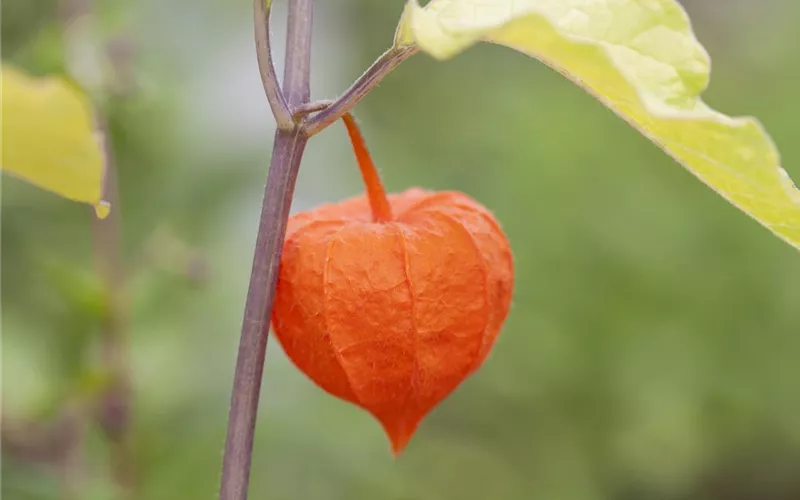 Mit der Lampionblume den Garten festlich schmücken