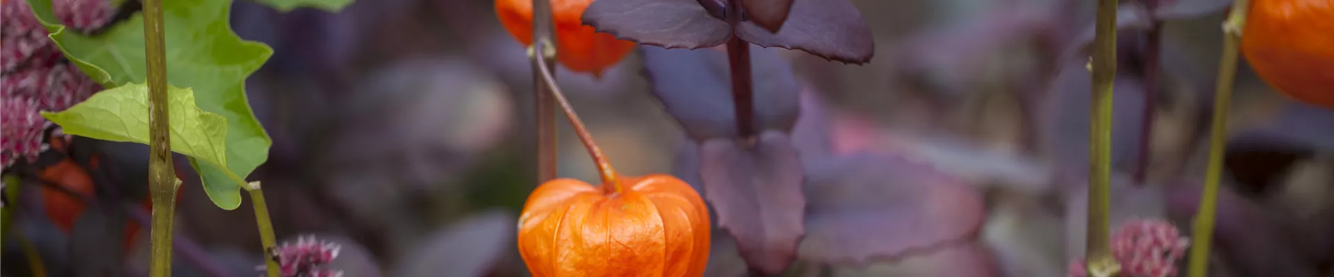 Physalis alkekengi var