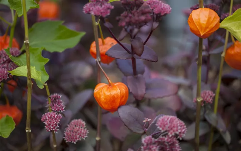 Der goldene Herbst wird bunt: die Top 8 der Herbstblumen