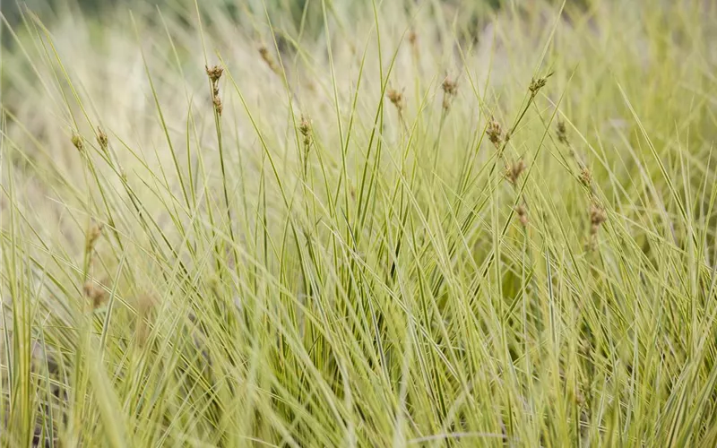 Carex – Weltenbummler und Anpassungskünstler