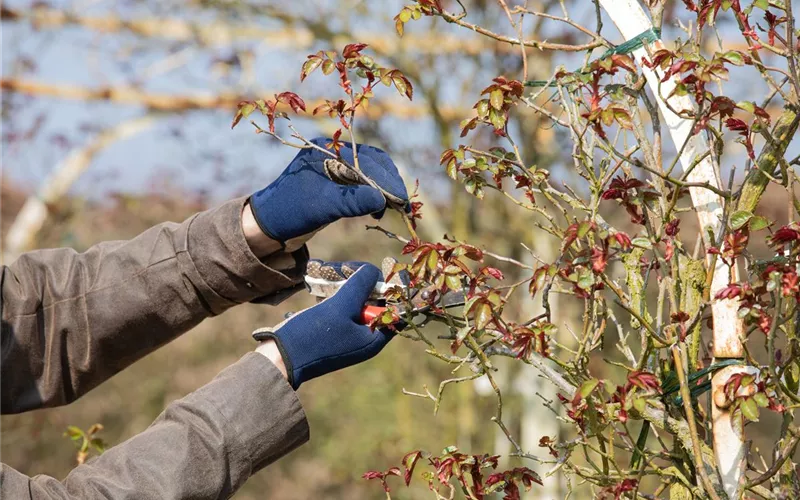 Der Rosenschnitt – Schönheitskur im Frühling