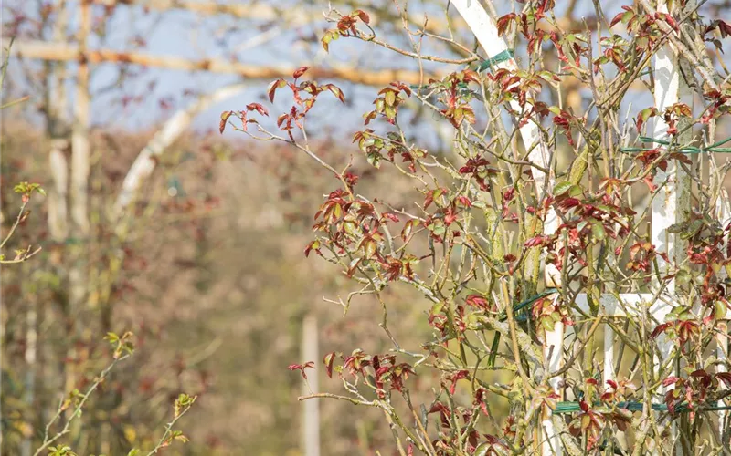 Der Rosenschnitt – Schönheitskur im Frühling