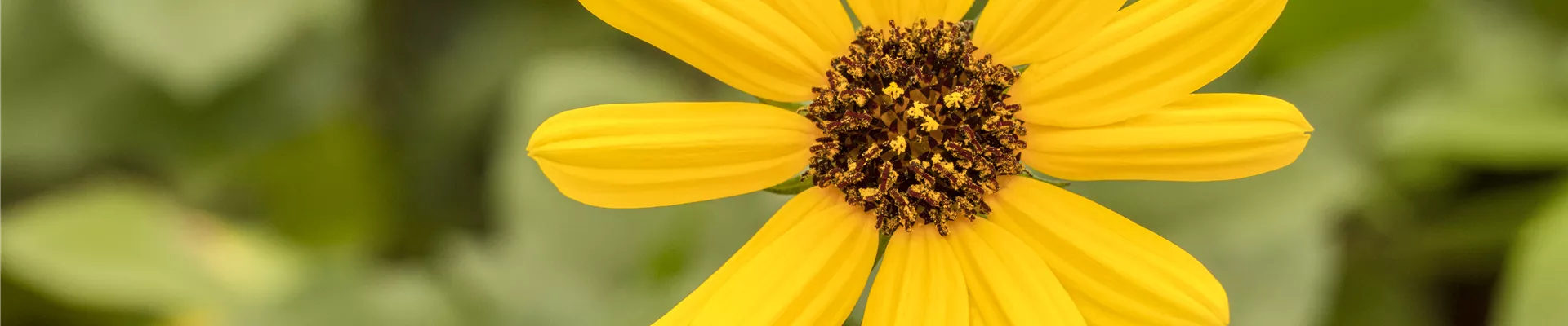 Helianthus 'Helisol'