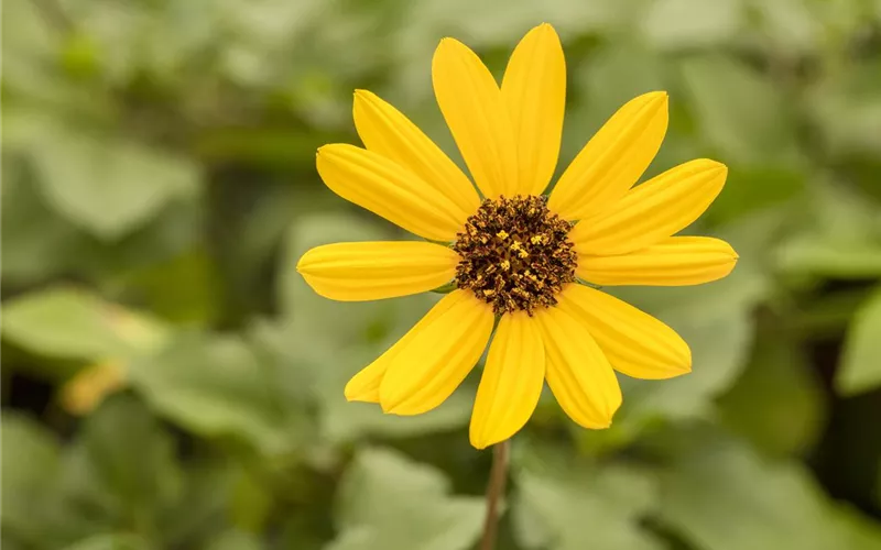 Mit einjährigen Pflanzen den Garten bunter machen