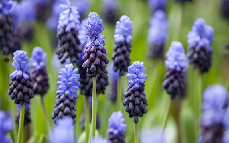 Sommerurlaub für Blumenzwiebeln und Knollen