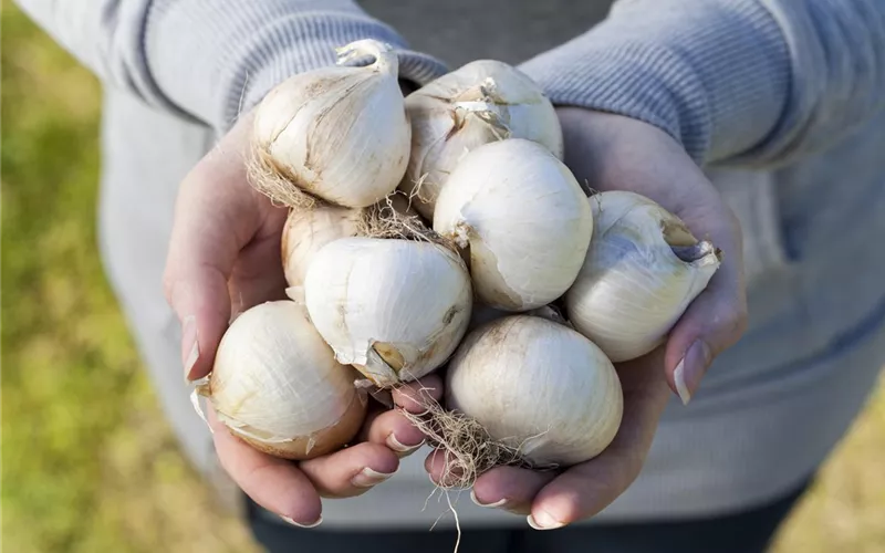 Blumenzwiebeln – kleine Zwiebeln mit großer Wirkung