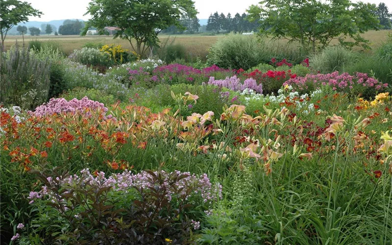 Das Staudenbeet – ein Blütenmeer im Garten