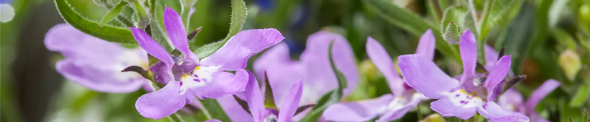 Lobelia erinus