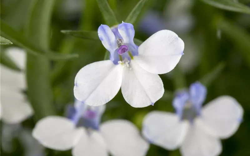 Männertreu – eine gefährliche Sommerliebe mit besonderen Blüten