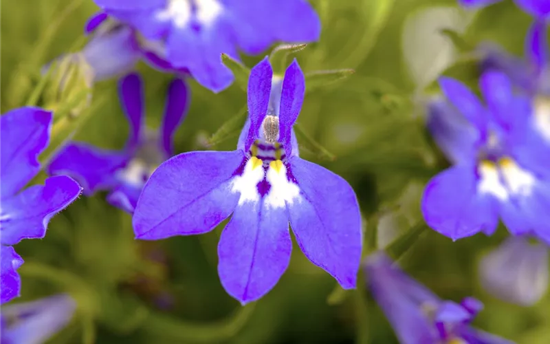 Männertreu – eine gefährliche Sommerliebe mit besonderen Blüten