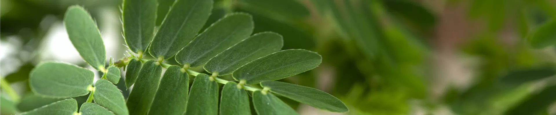 Mimosa pudica