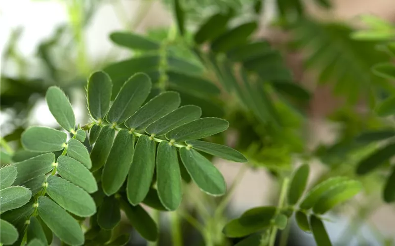 Mimosen, die sensiblen Geschöpfe der Pflanzenwelt