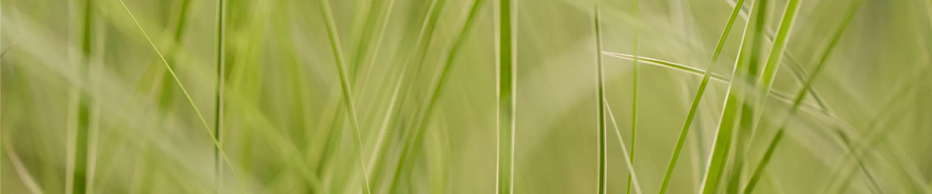 Carex brunnea 'Variegata'