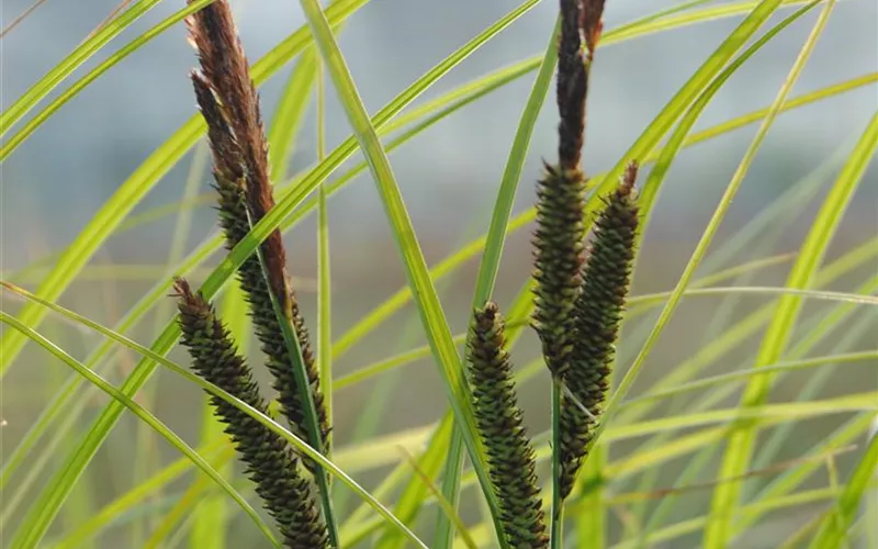 Auf die Feinheiten kommt es an: wie Gräser den Garten aufwerten