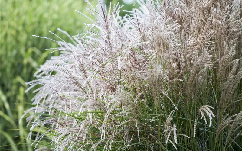 Auf die Feinheiten kommt es an: wie Gräser den Garten aufwerten