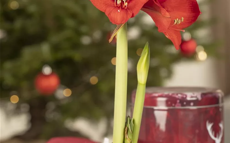 Blumenzwiebeln im Haus – Frühling im Wohnzimmer