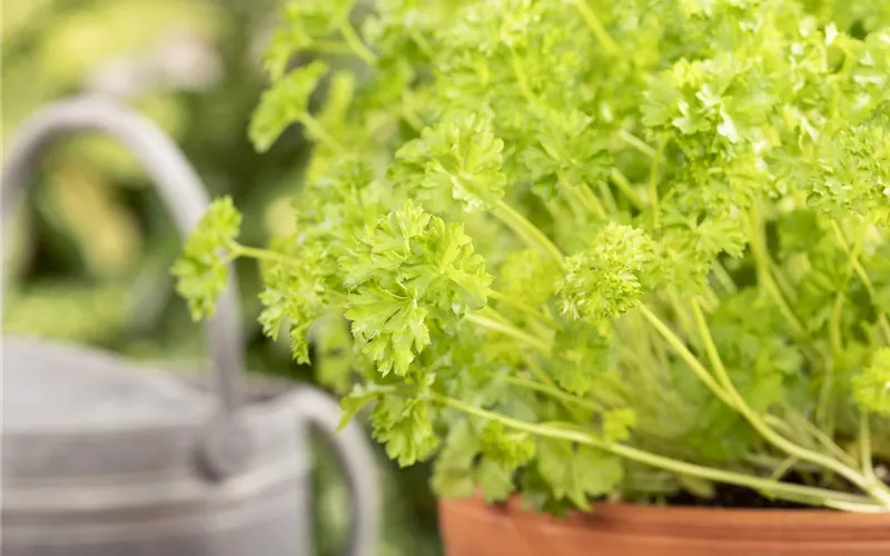 Mit frischen Kräutern in den Frühling starten