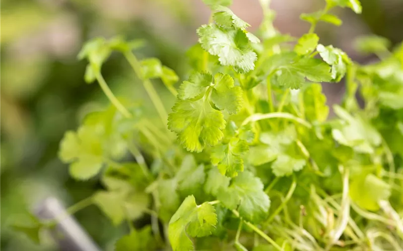 Mit frischen Kräutern in den Frühling starten