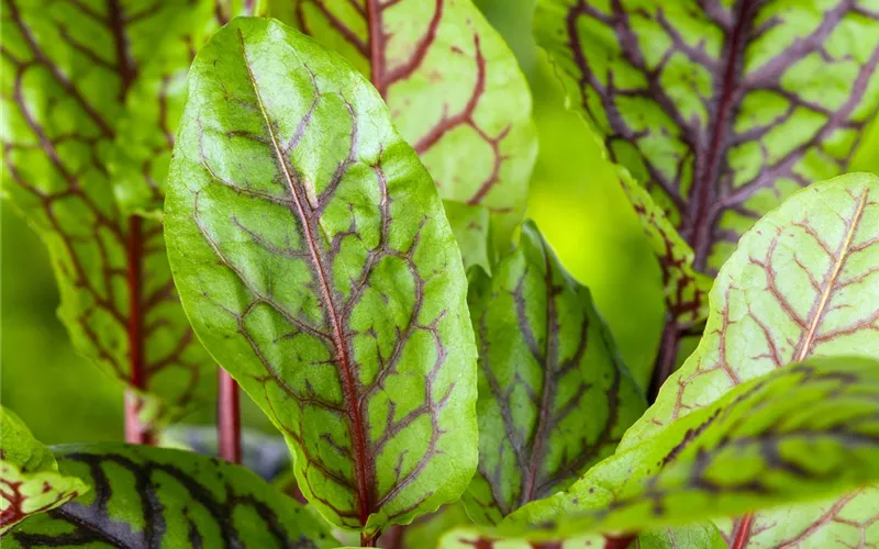 Mit frischen Kräutern in den Frühling starten