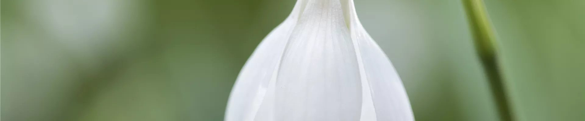 Galanthus nivalis