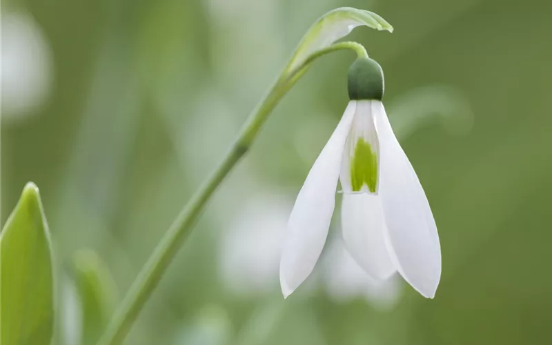 Schneeglöckchen pflanzen – Frühlingsboten im Garten