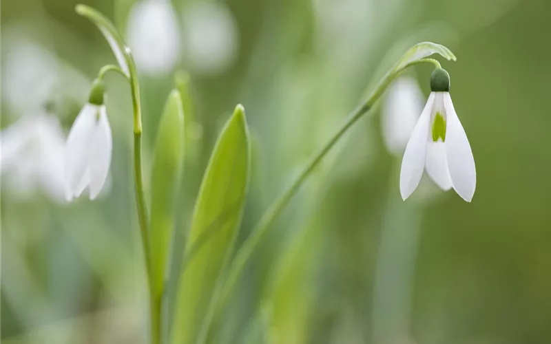 Tolle Frühblüher starten bunt ins Gartenjahr