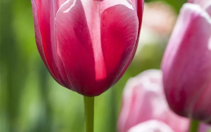 Tolle Frühblüher starten bunt ins Gartenjahr