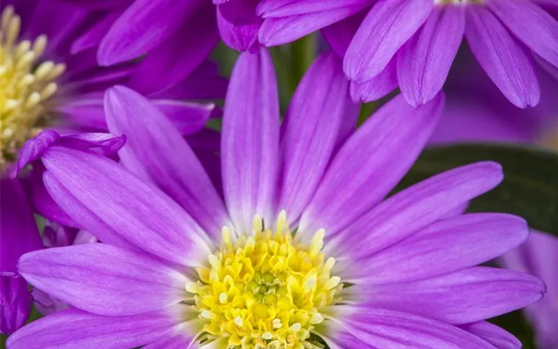 Astern – Die Stars in Ihrem Garten