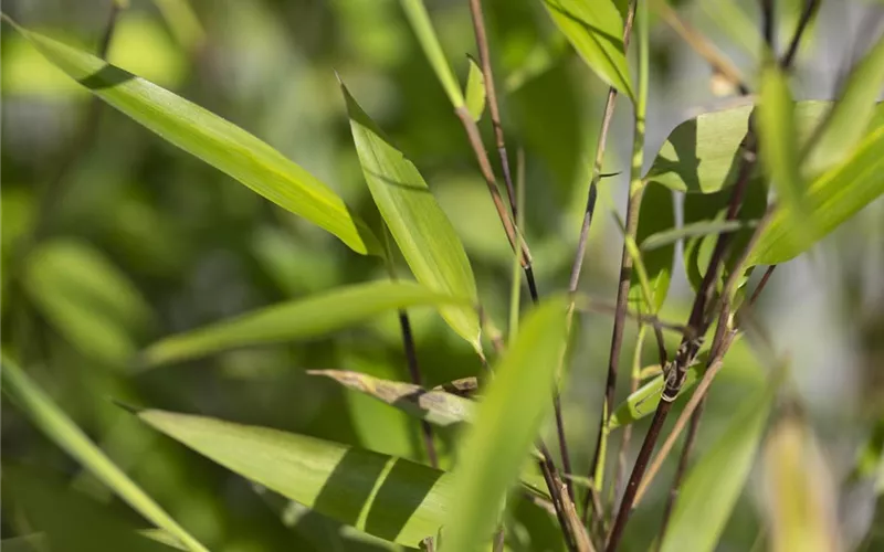 Bambus – das exotische Multitalent im Garten