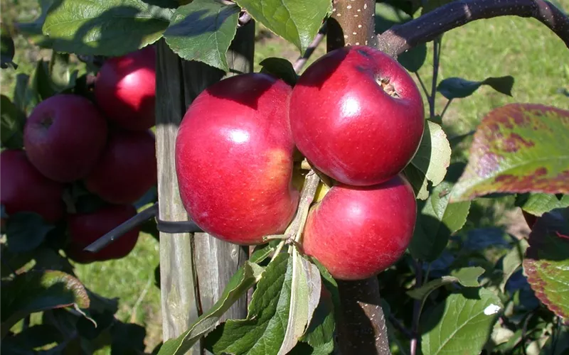 Bäume und Sträucher im Frühjahr – es müssen nicht immer Blumen sein