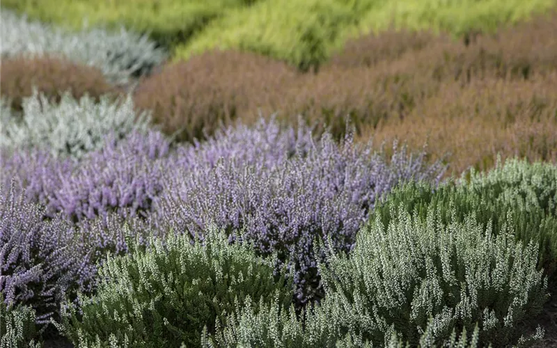 Der Heidegarten: Erholung und Idylle für Zuhause