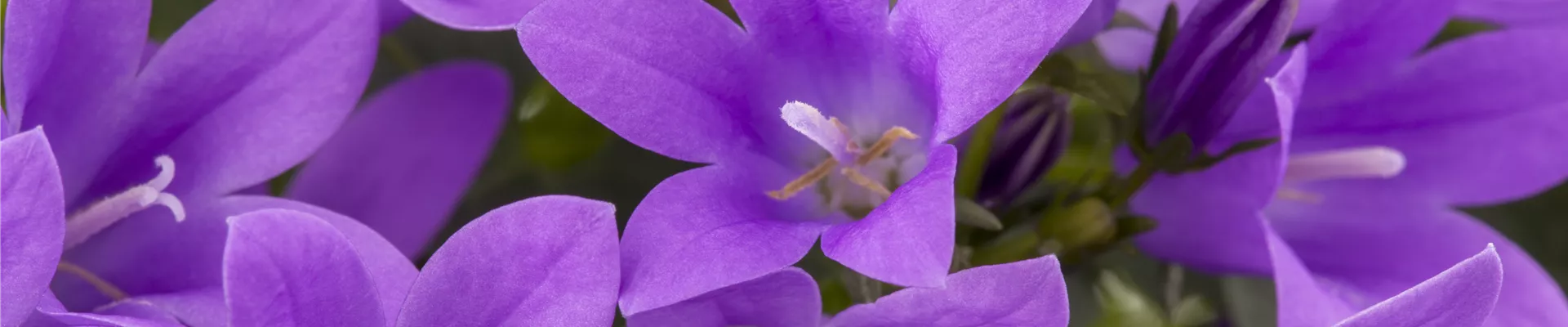 Campanula portenschlagiana