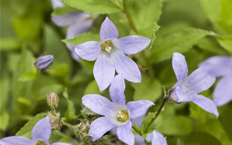 Die Glockenblume als perfekter Nachbar im Garten