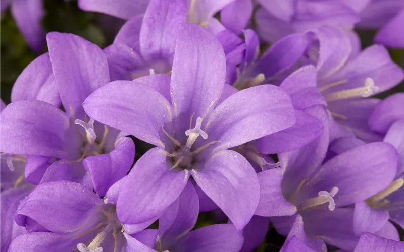 Die Glockenblume als perfekter Nachbar im Garten