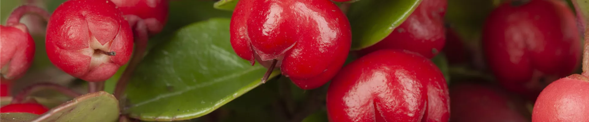 Gaultheria procumbens