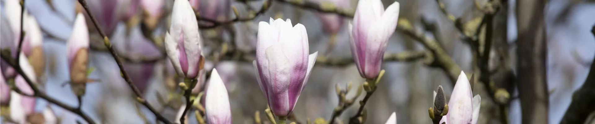 Magnolia x soulangiana 'Heaven Scent'