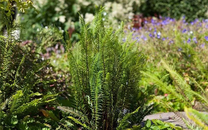 Feuchtzonen im Garten