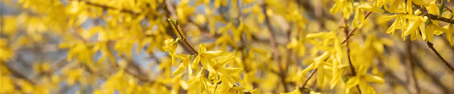 Forsythia x intermedia