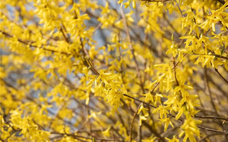 Forsythie – der goldene Frühlingsbote